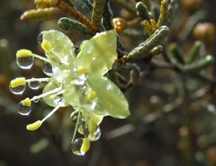 Phebalium tuberculosum