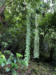 Nephrolepis acutifolia