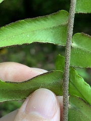 Nephrolepis acutifolia
