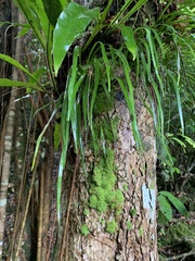 Haplopteris ensiformis