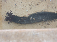 Athyonidium chilensis