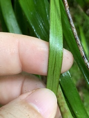 Haplopteris ensiformis
