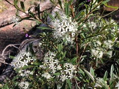 Leionema obtusifolium