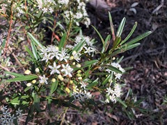 Leionema obtusifolium