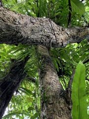 Haplopteris ensiformis