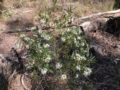 Leionema obtusifolium