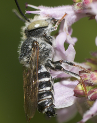 Coelioxys rufitarsis