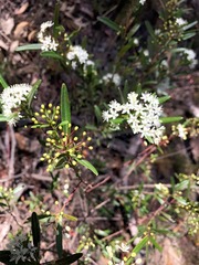 Leionema obtusifolium