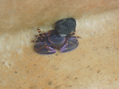 Petrolisthes violaceus