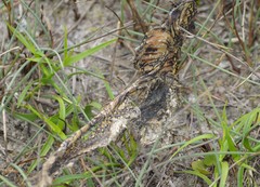 Lampropeltis holbrooki
