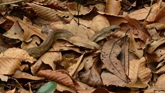 Coluber constrictor etheridgei