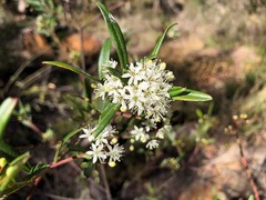 Leionema obtusifolium