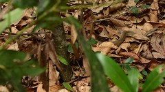 Coluber constrictor etheridgei