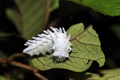 Attacus taprobanis