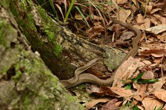 Coluber constrictor etheridgei