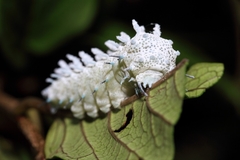 Attacus taprobanis