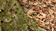 Coluber constrictor etheridgei