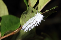 Attacus taprobanis