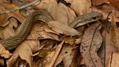 Coluber constrictor etheridgei