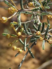Phebalium tuberculosum