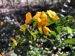 Pultenaea spinosa