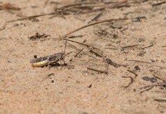 Chortophaga australior image