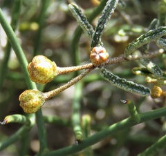 Phebalium tuberculosum