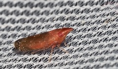 Scaphytopius rubellus