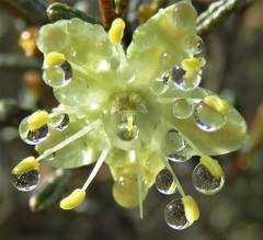 Phebalium tuberculosum