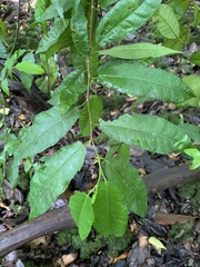 Streblus pendulinus