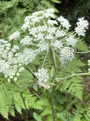 Angelica venenosa
