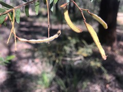 Acacia leichhardtii