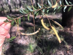 Acacia leichhardtii