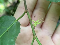 Streblus pendulinus