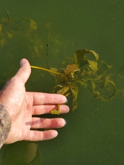 Potamogeton richardsonii