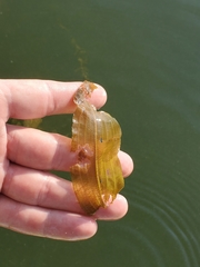 Potamogeton richardsonii