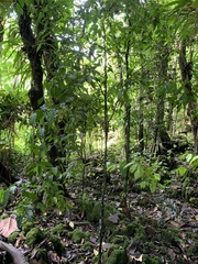 Streblus pendulinus