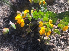 Pultenaea spinosa