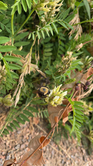 Bombus nevadensis