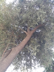 Cryptocarya alba