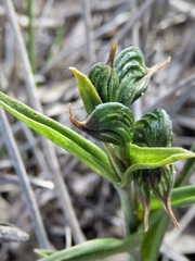 Pterostylis sargentii