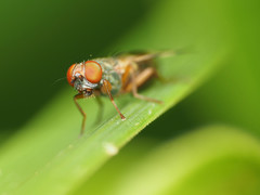 Chaetopsis fulvifrons