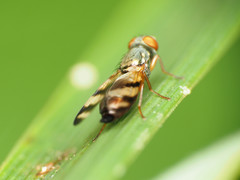 Chaetopsis fulvifrons