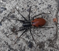 Castianeira walsinghami