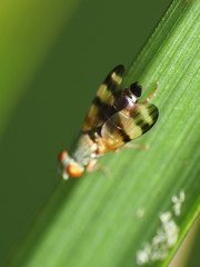 Chaetopsis fulvifrons