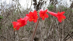 Zephyranthes phycelloides