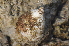 Tectus pyramis