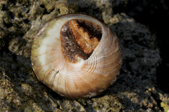 Tectus pyramis