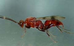 Fustiserphus longiceps