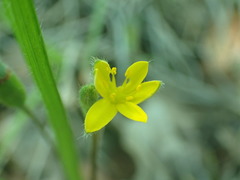 Hypoxis mexicana